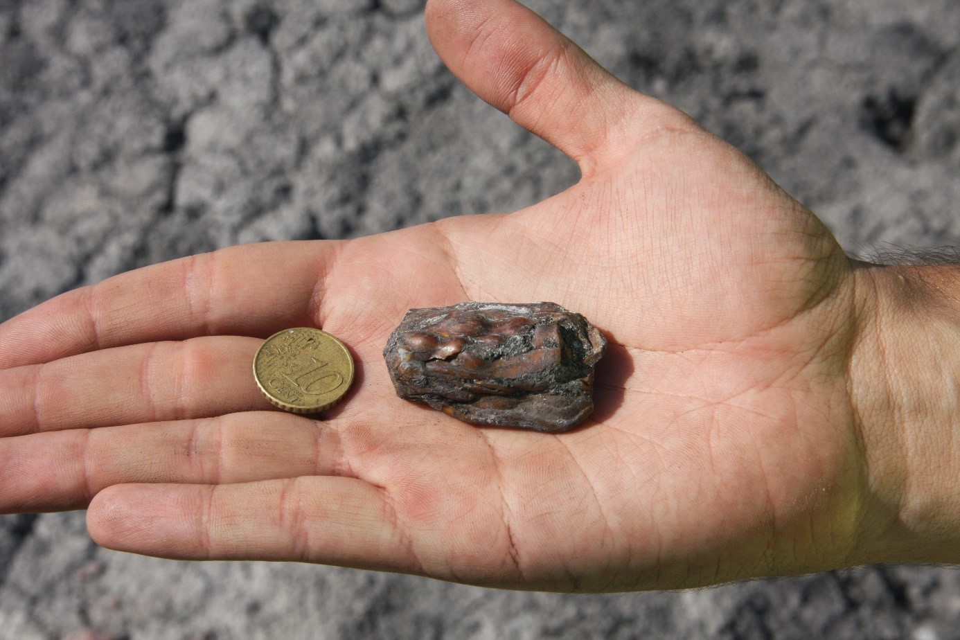 03 Pieza de ámbar de raíz relacionada con resina producida en las raíces del yacimiento de Ariño. Imagen Enrique Peñalver