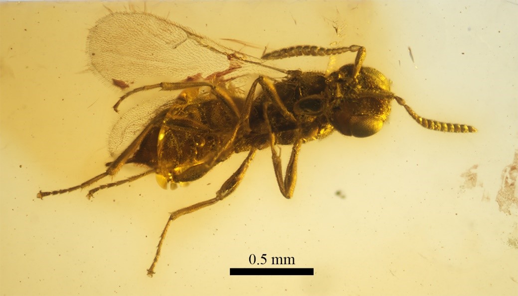 04 Avispilla encontrada en una pieza de ámbar de Ariño