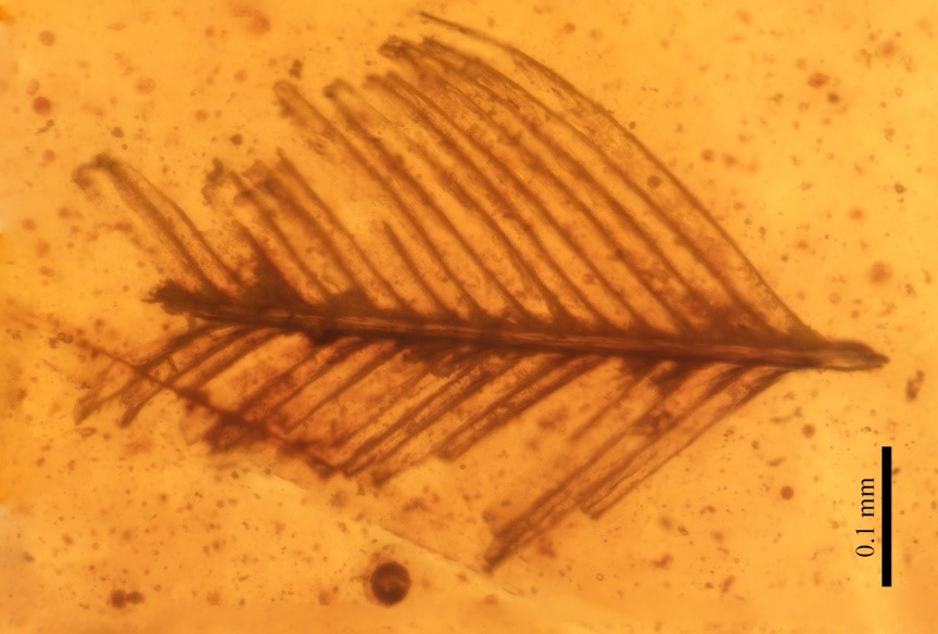 05 Fragmento de pluma de dinosaurio encontrada en una pieza de ámbar de Ariño