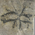 Foto Ricciopsis asturicus escala 1 cm