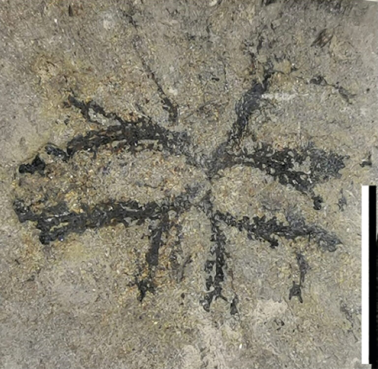 Foto Ricciopsis asturicus escala 1 cm