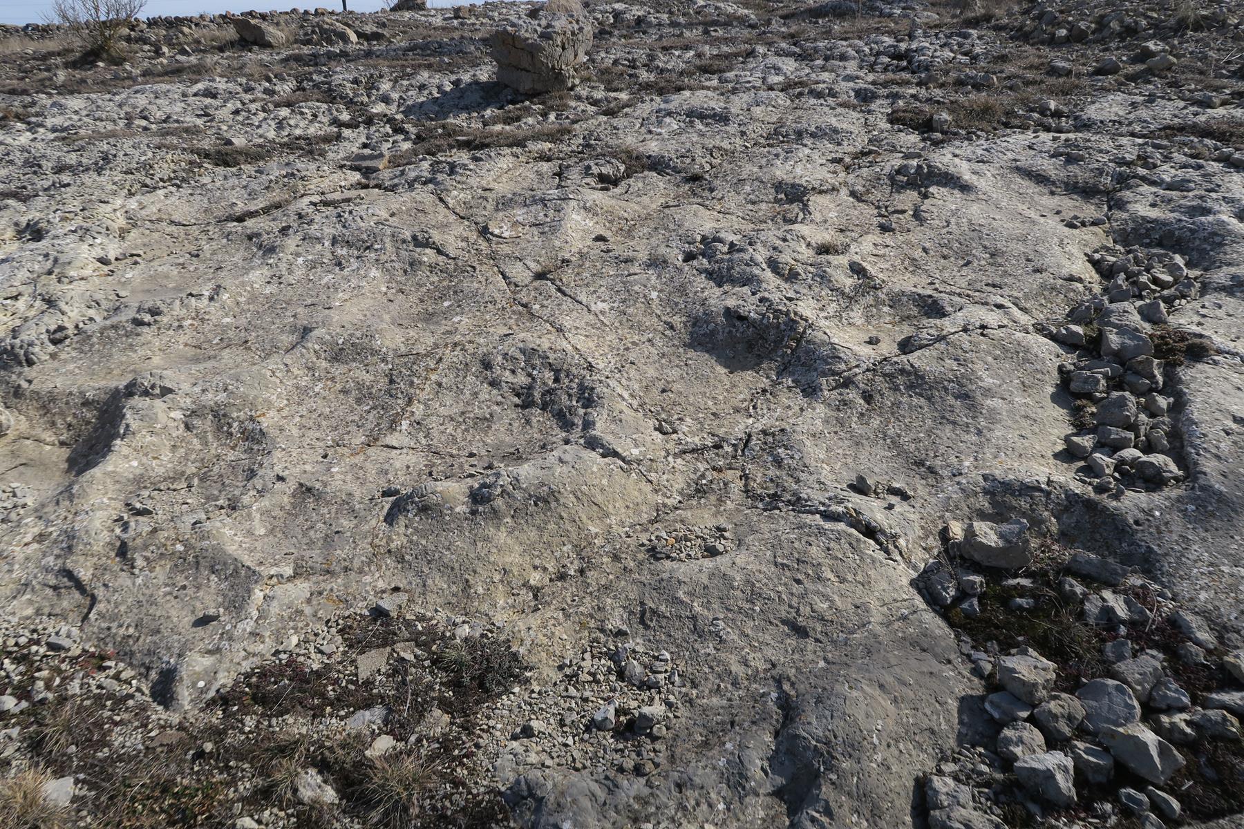 FOTO 2 Huellas de dinosaurios saurópodos yacimiento Antena Cedrillas Teruel