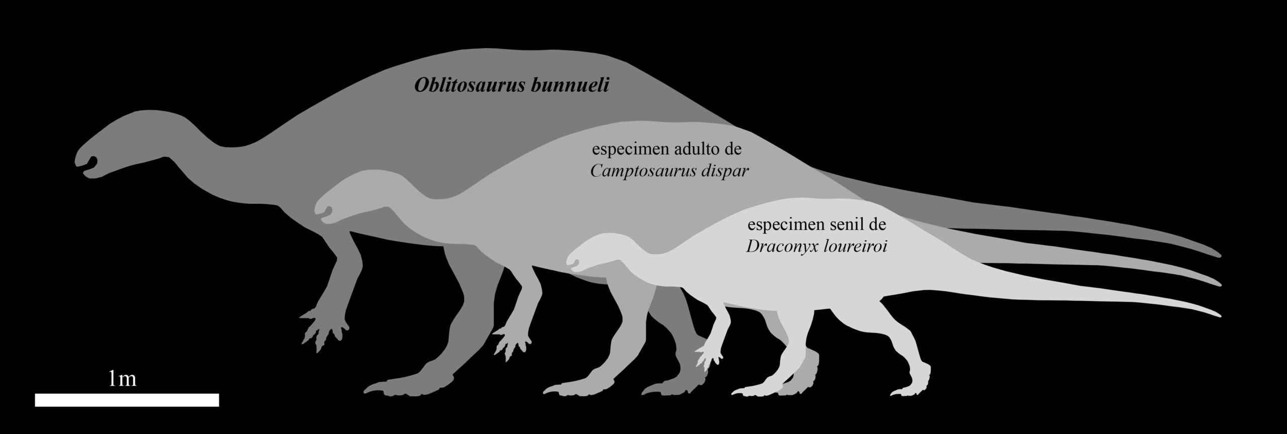 Foto 3 Siluetas ornitopodos