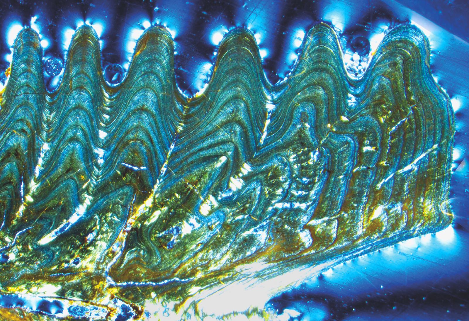 Foto 3 aleta pectoral de pez en yacimiento Tanis en Dakota del Norte USA en Paleoguia03