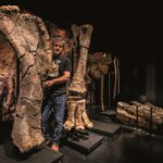 Alberto Cobos fósiles originales Turiasaurus Museo Paleontológico de Dinópolis Museo Aragonés de Paleontología Copy