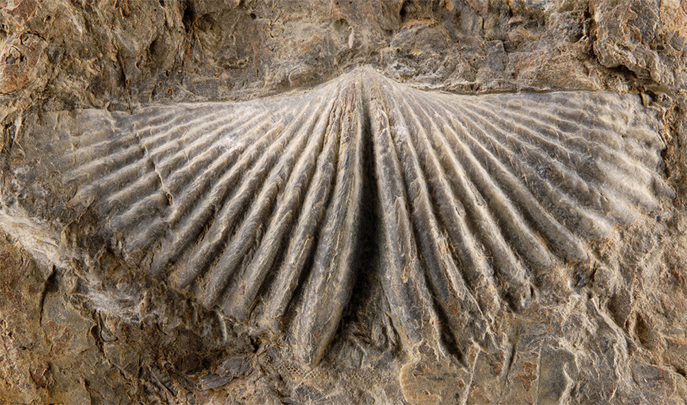 Foto 2 braquiópodo devónico