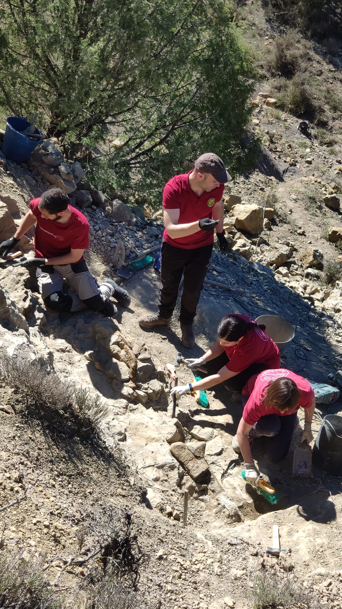 presentación fósiles Iguanodon Cabra de Mora 6
