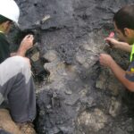 Foto 1. Plastremys Ac.11