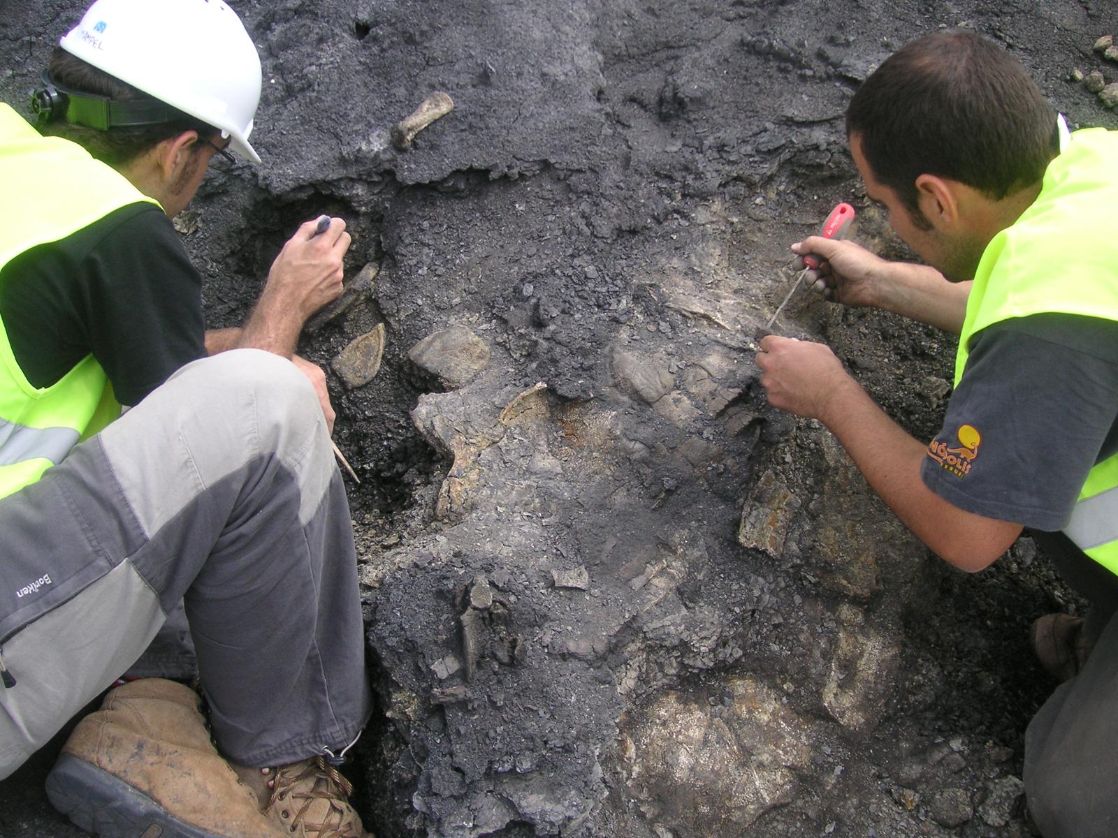 Foto 1. Plastremys Ac.11