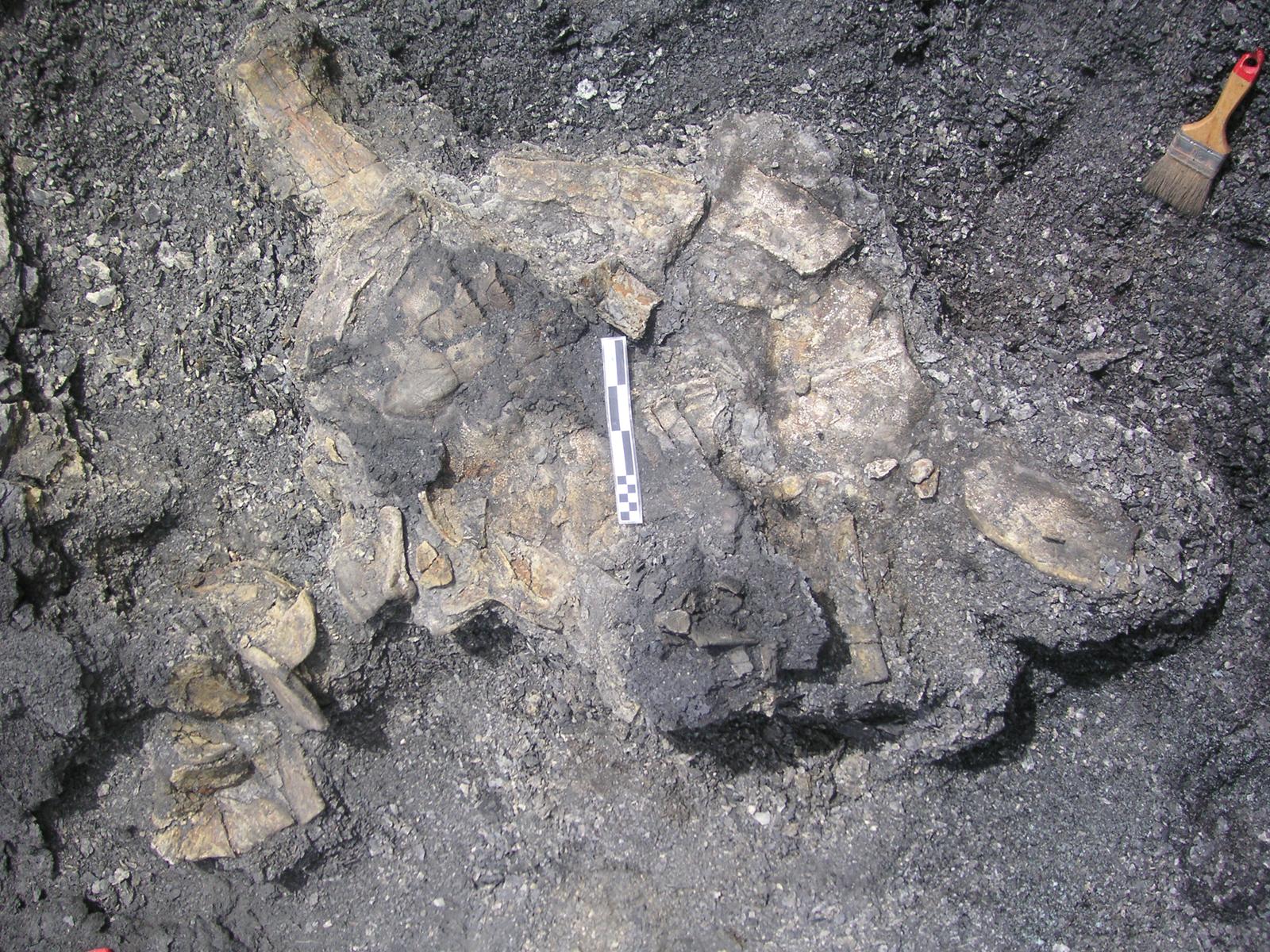 Foto 2. Plastremys Ac.11 5