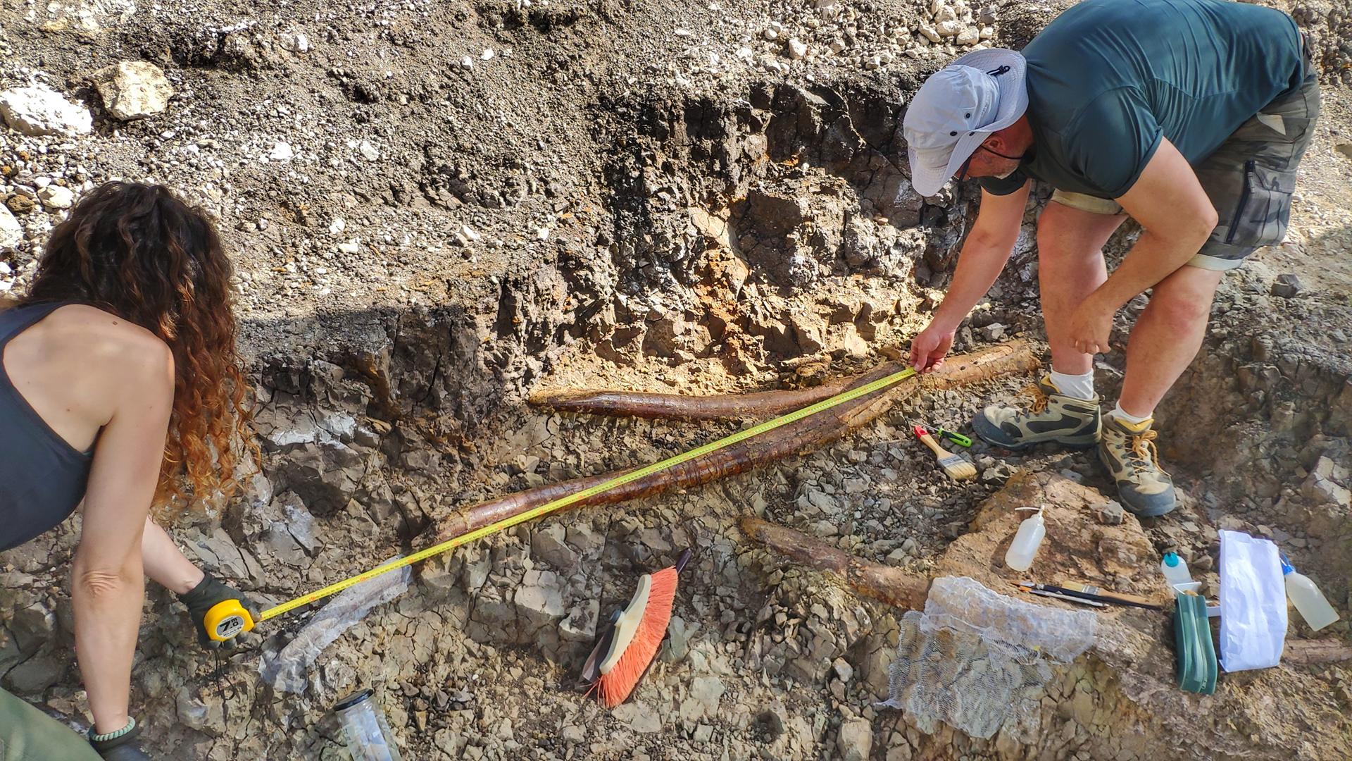 fósiles denfensas gran mastodonte Las Casiones Teruel campaña excavación 2025 2 Copy