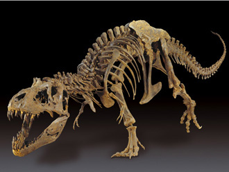 Tyrannosaurus Dinopolis