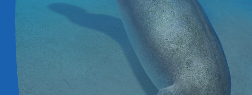 Una ballena gigante de hace 37 millones de años protagoniza la nueva ‘Paleoguía’ de la Fundación Dinópolis