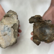 nuevos grupos de dinosaurios herbívoros