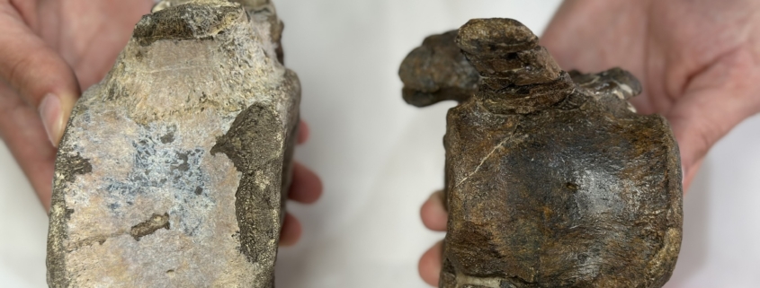 nuevos grupos de dinosaurios herbívoros