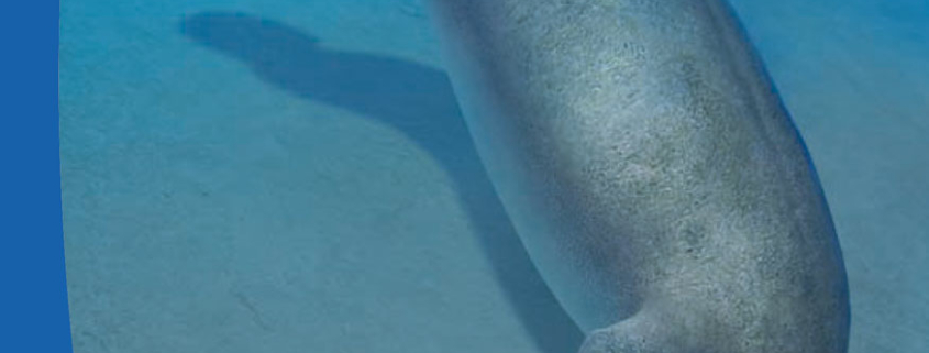 paleoguia07_Portada_en