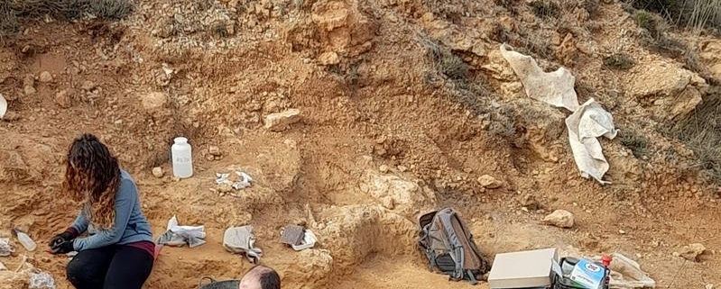 La Fundación Dinópolis excava gacelas, caballos, ciervos y rinocerontes de unos dos millones de años de antigüedad en La Puebla de Valverde (Teruel)