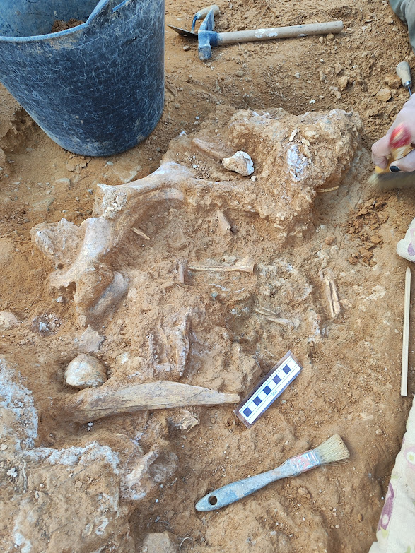 La Fundación Dinópolis excava gacelas, caballos, ciervos y rinocerontes de unos dos millones de años de antigüedad en La Puebla de Valverde (Teruel) 2