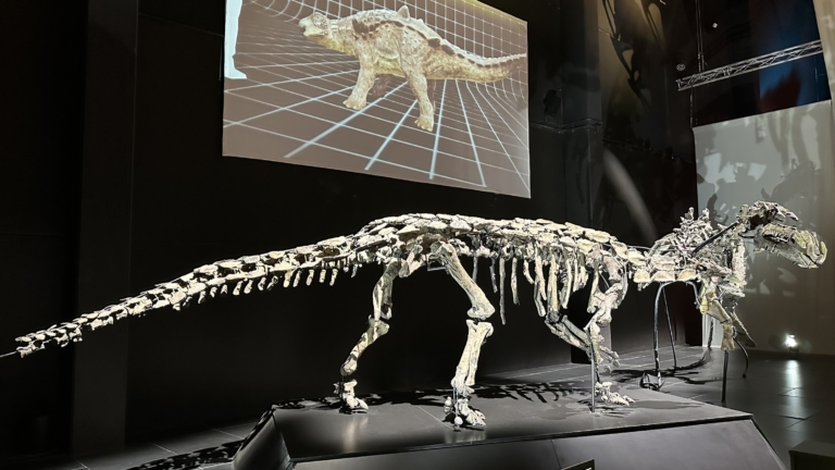 Museo Aragones de Paleontologia