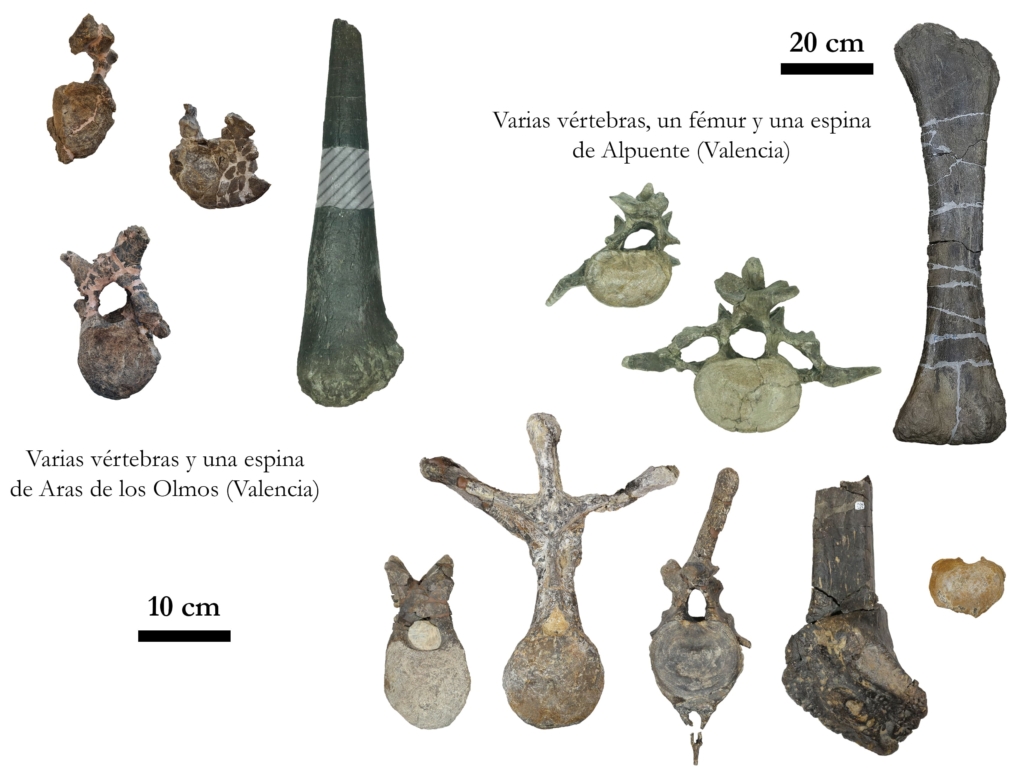 Algunos de los fósiles de estegosaurios estudiados procedentes de la provincia de Valencia (Comunidad Valenciana, España).