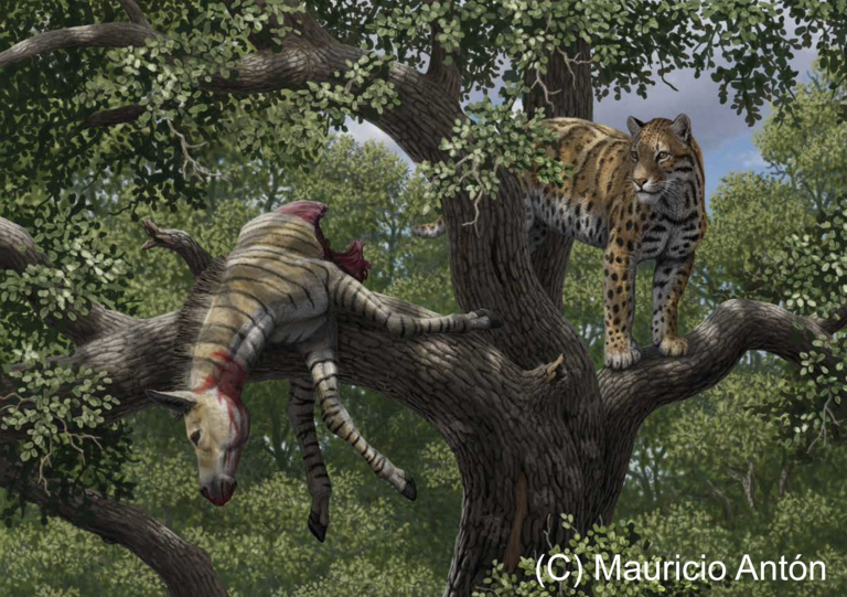 Describen la increíble evolución “en mosaico” de los primeros félidos “dientes de sable”