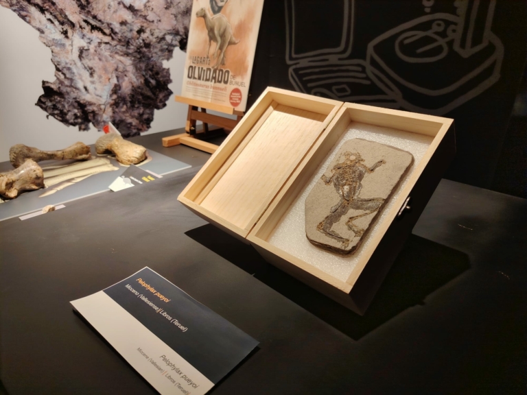 Una nueva rana fósil original procedente del yacimiento de Libros (Teruel) se incorpora al Museo Aragonés de Paleontología en Dinópolis