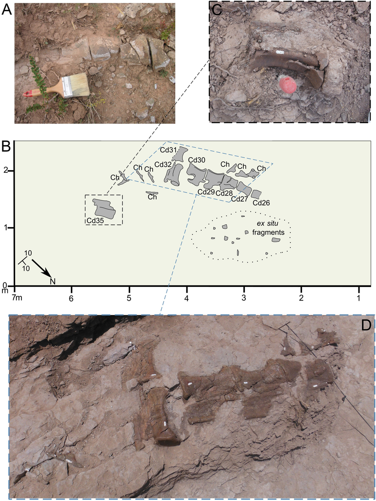Fotografías y cartografía de algunos de los huesos del Diplodocus de El Castellar (Teruel, España) en el yacimiento La Tejería (obtenida de Sánchez-Fenollosa et al. 2026), excavados por la Fundación Conjunto Paleontológico de Teruel-Dinópolis.