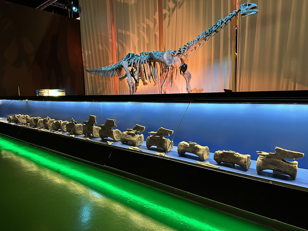 Huesos originales del Diplodocus de El Castellar (parte inferior de la fotografía) expuestos en el Museo Aragonés de Paleontología ubicado en Dinópolis (Teruel, España).
