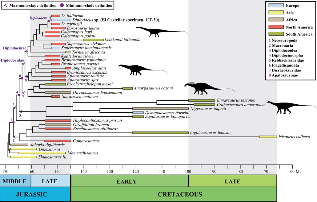 Árbol evolutivo de los saurópodos diplodócidos que muestra sus relaciones de parentesco, su cronología y su distribución geográfica, incluyendo el nuevo espécimen de Diplodocus estudiado (obtenida de Sánchez-Fenollosa et al. 2026).