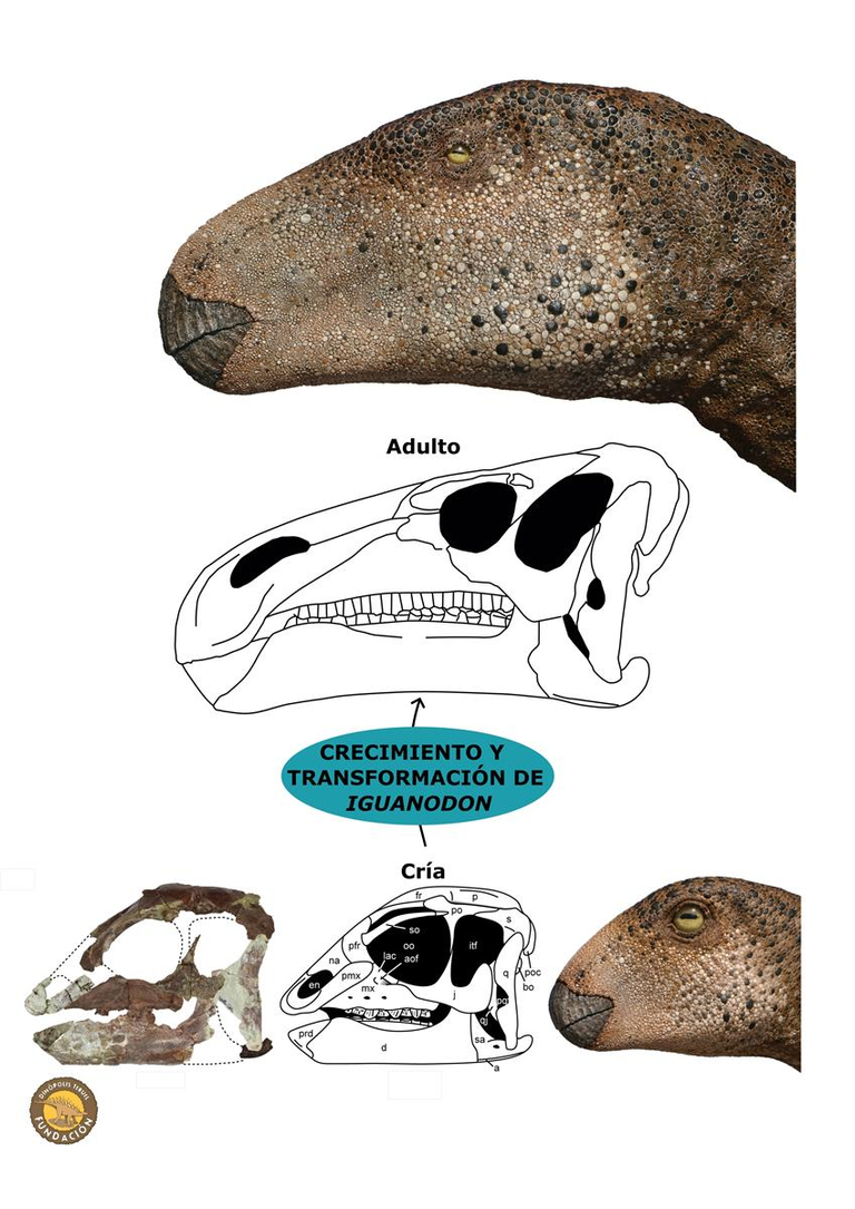 El desarrollo y transformación del cráneo del dinosaurio Iguanodon, a partir de fósiles únicos de sus crías procedentes de Teruel (España)